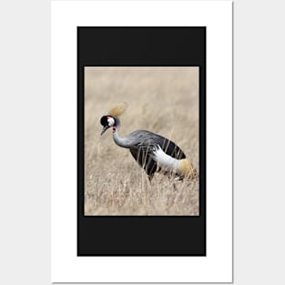 Grey Crowned Crane, Serengeti, Tanzania Posters and Art